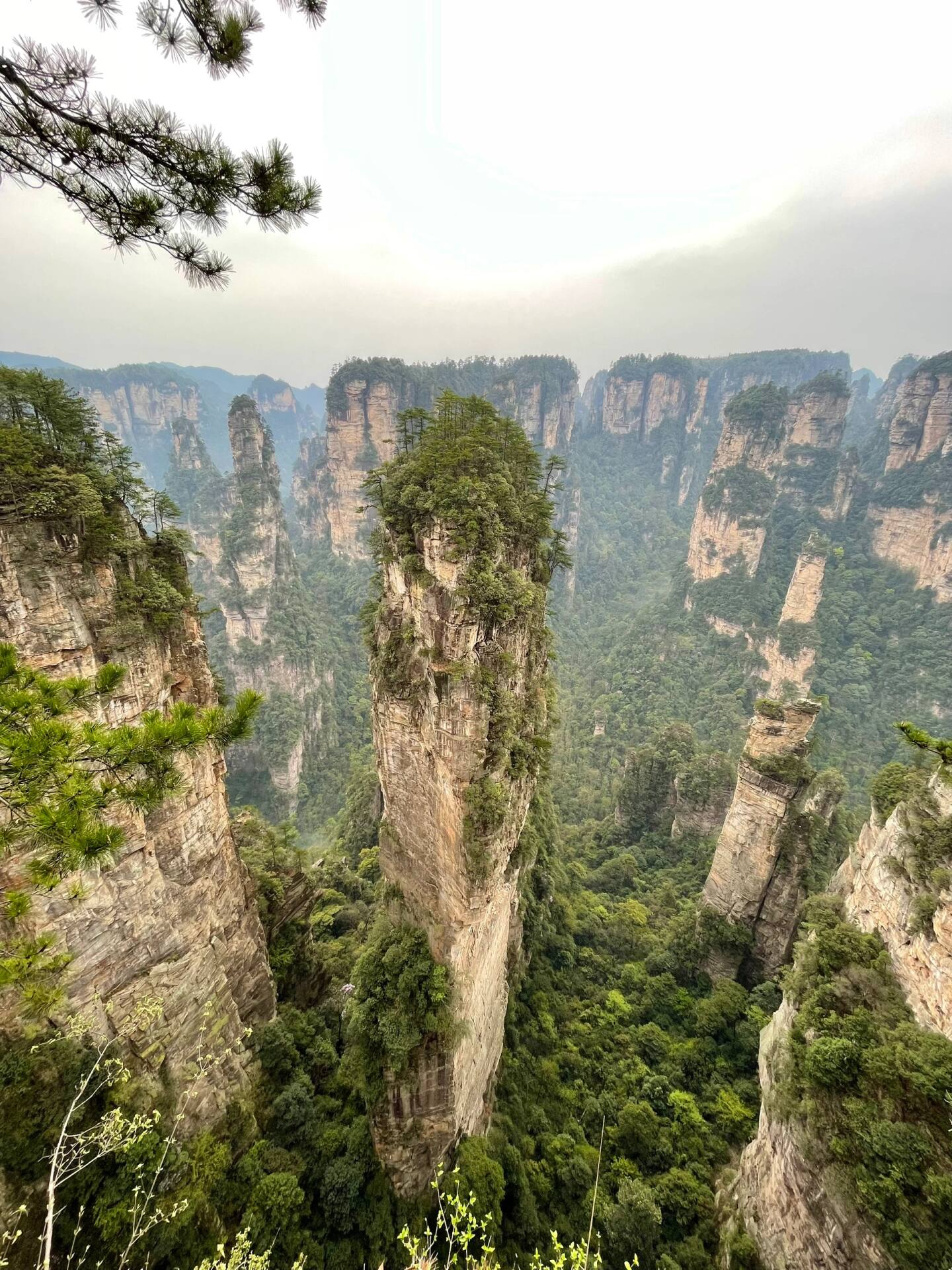 The Avatar Hallelujah Mountain pillar (Southern Sky Column) in summer, a free-standing quartz-sandstone column covered in green vegetation on the Yuanjiajie plateau, Zhangjiajie.
