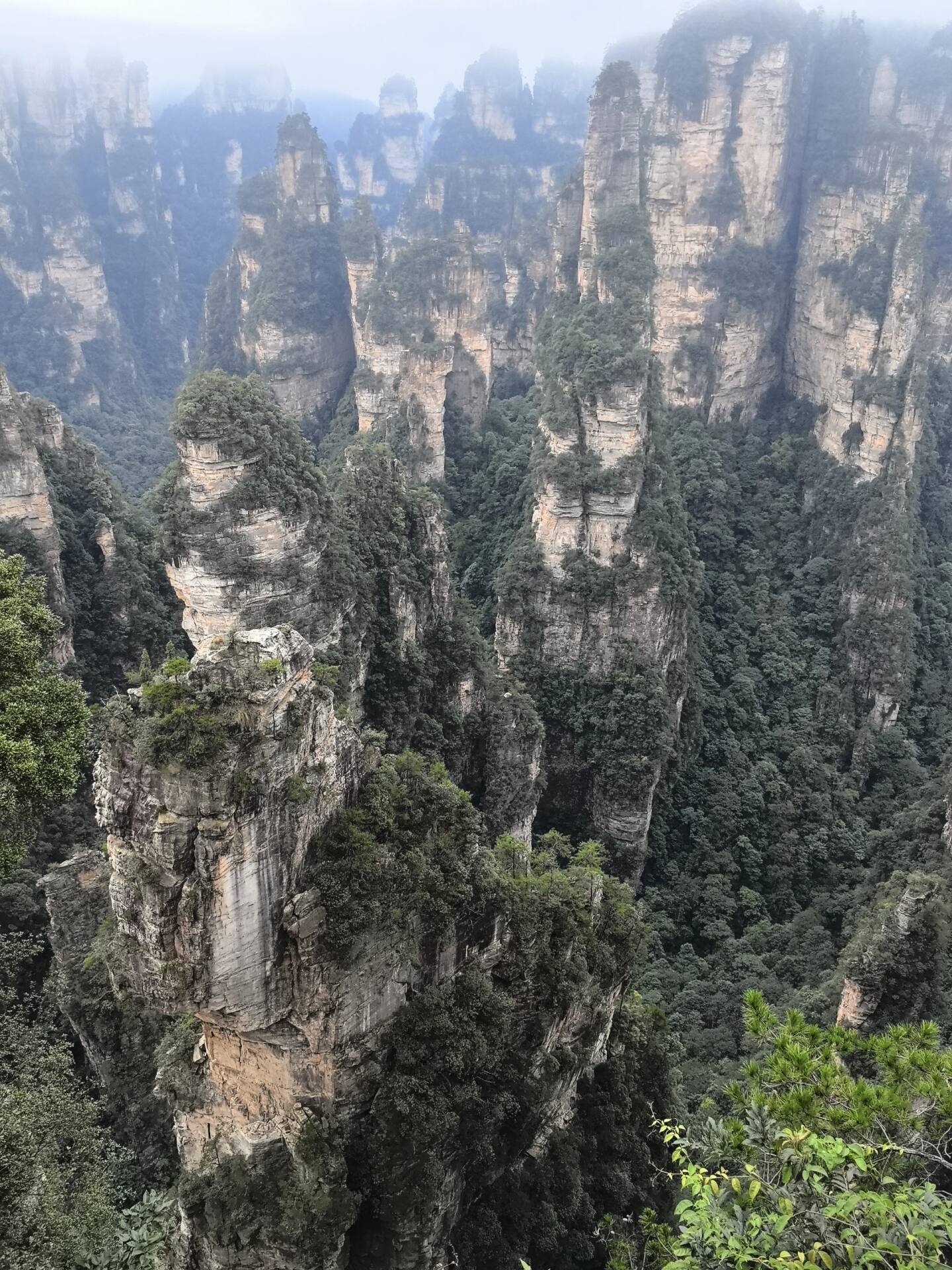 The wider Yuanjiajie pillar forest in mist — dozens of quartz-sandstone columns rising out of the forested valley in Zhangjiajie National Forest Park.