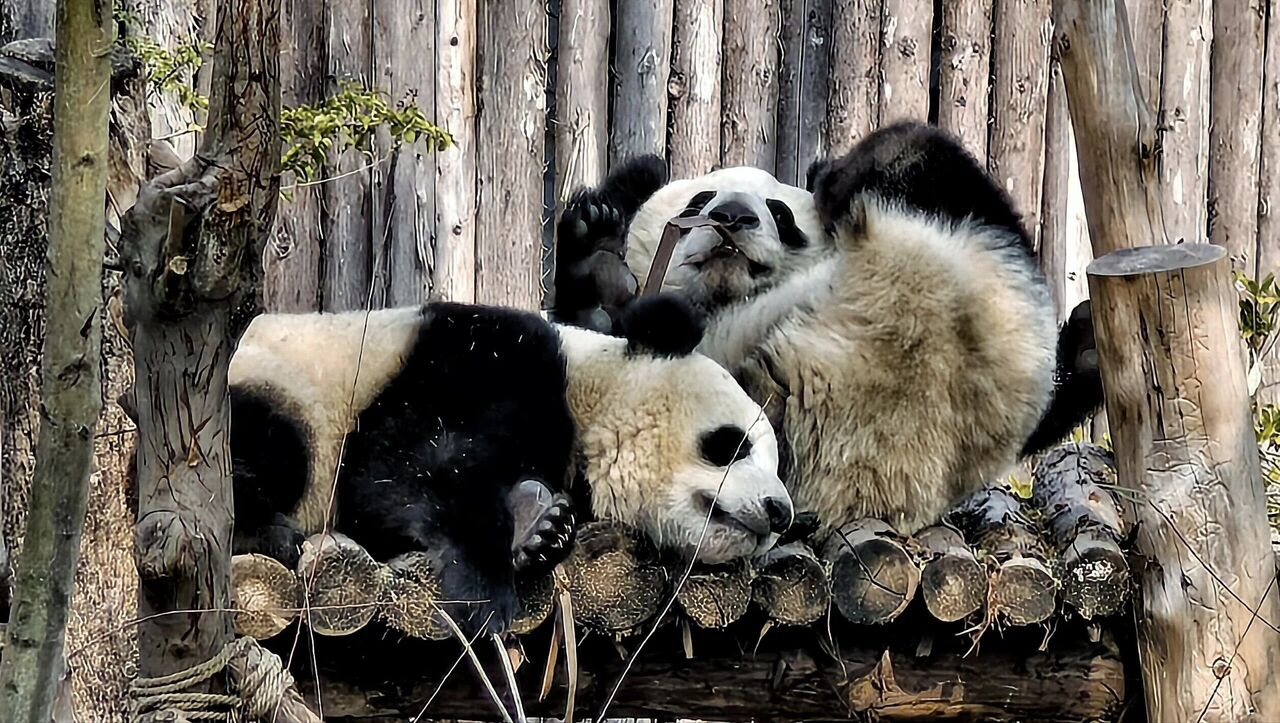 Giant panda eating bamboo at a research base in Chengdu, Sichuan.