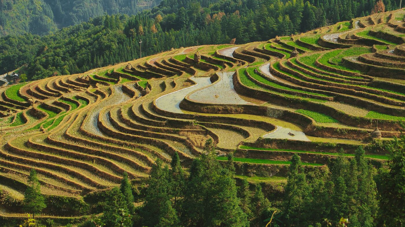 Green Longji rice terraces in the growing season, curved paddy walls following the contours of the hills.