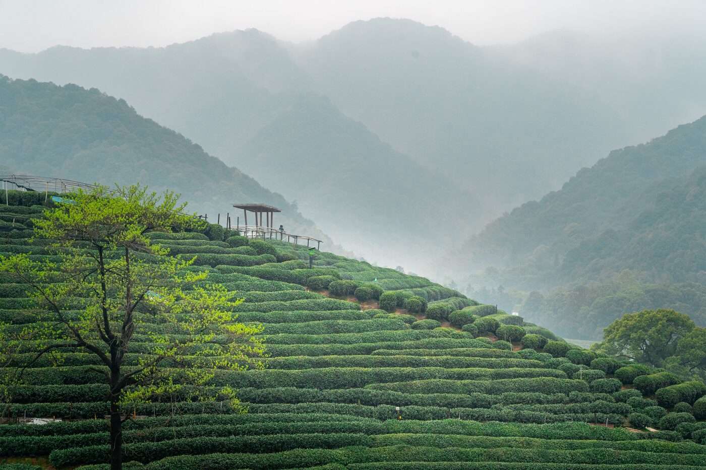 Terraced Longjing tea fields and the China National Tea Museum grounds in the hills west of West Lake, Hangzhou.