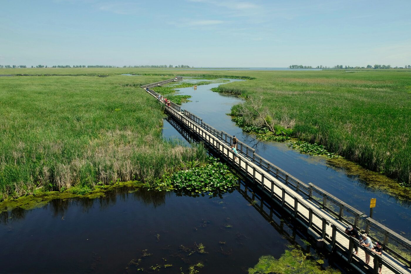 Reed beds and waterways at Xixi National Wetland Park, Hangzhou.