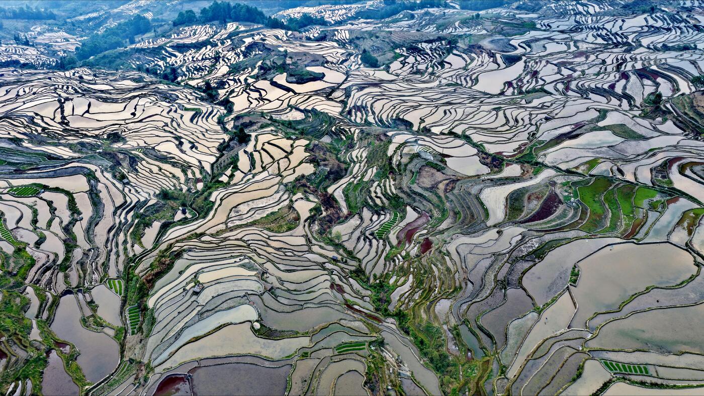 Sunrise over the flooded Duoyishu terraces at Yuanyang, Yunnan.