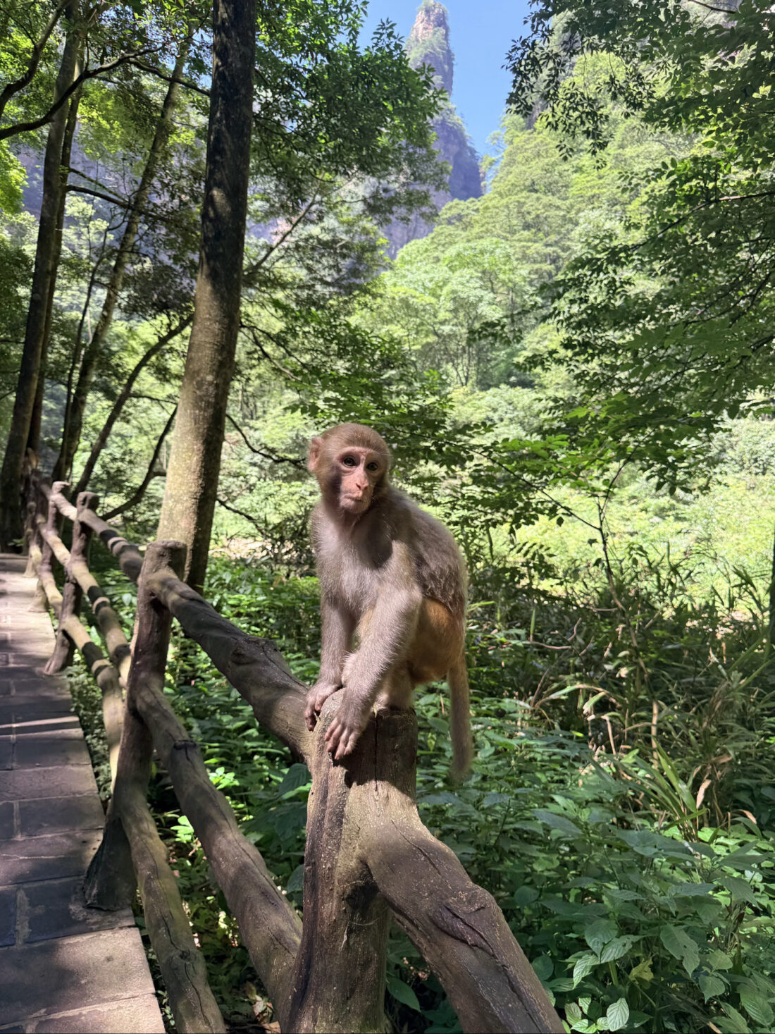 A wild macaque perched on the wooden railing of the Golden Whip Stream trail, with a quartz-sandstone pillar rising behind, Zhangjiajie.