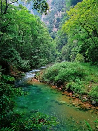 An emerald pool over stone slabs on Golden Whip Stream — the Zicao Pool stretch, Zhangjiajie