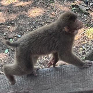 A Tibetan macaque — stocky, red-faced and short-tailed — crossing a stone step on Mount Emei.