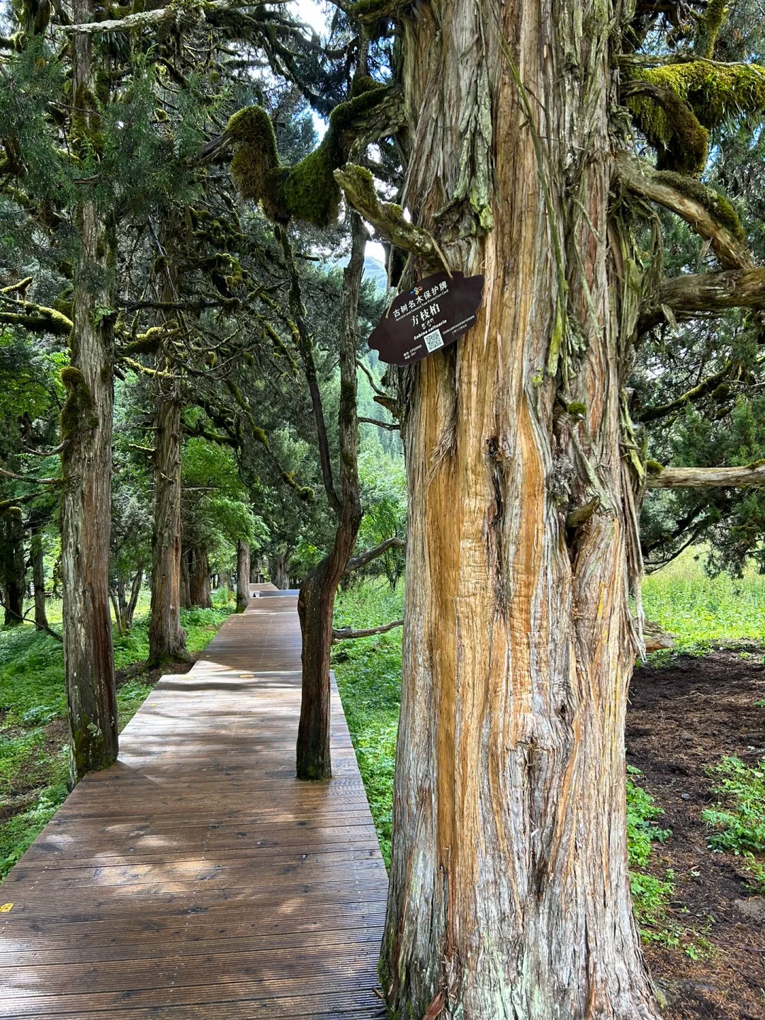 A level timber boardwalk running through a grove of ancient mossy junipers, with a scenic-area heritage-tree plaque fixed to the nearest trunk.