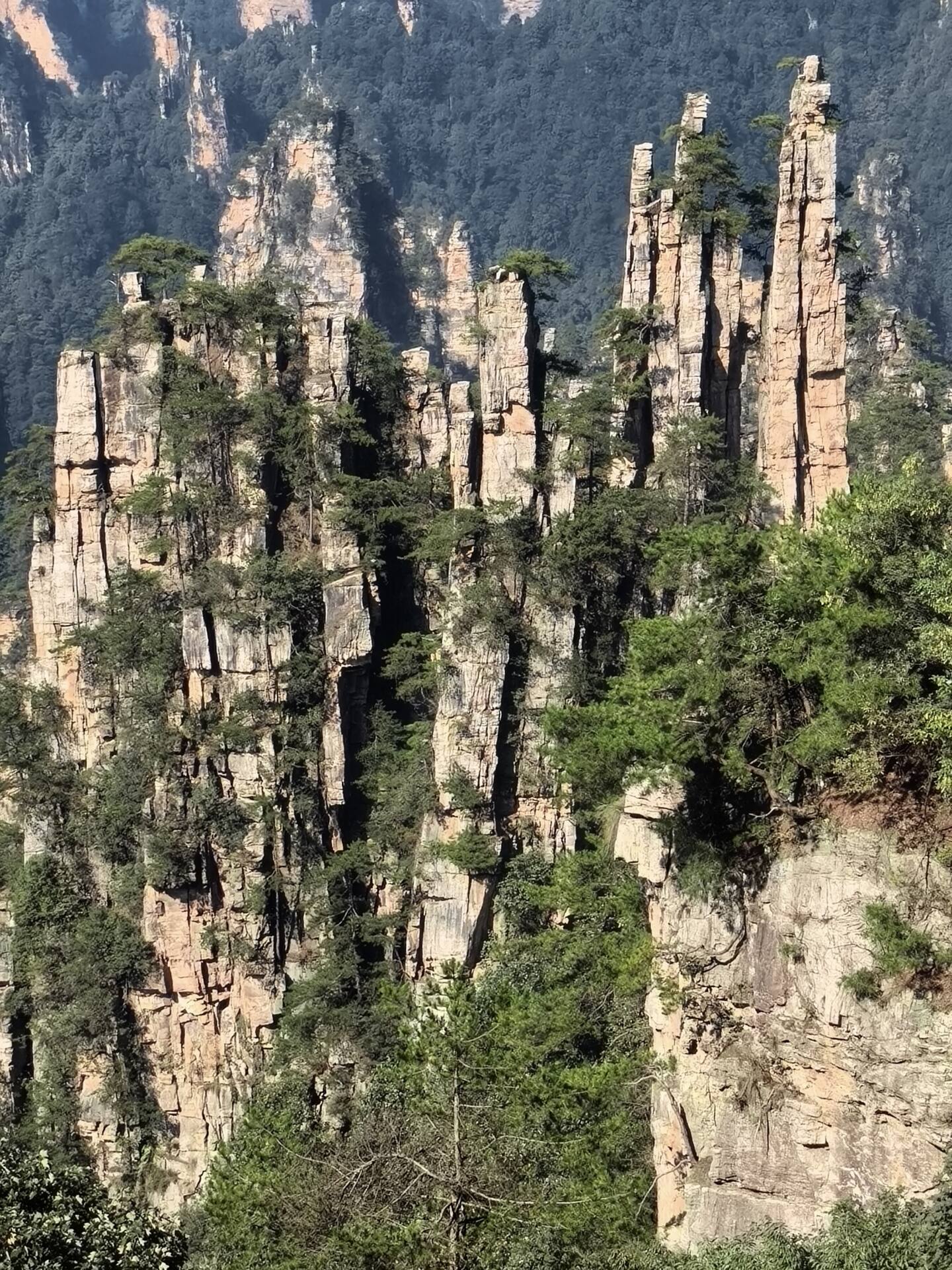 A dense cluster of quartz-sandstone pillars on Tianzi Mountain, Zhangjiajie, each column topped with pine trees and rising from the forested valley.