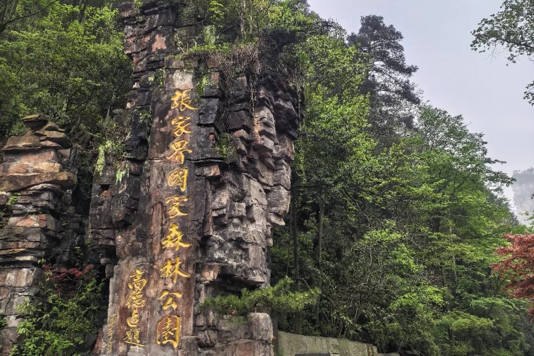 The carved stone stele reading 张家界国家森林公园 at the park south gate, in mist.