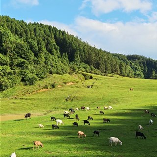 Open green grassland at Fairy Mountain with cattle and goats grazing below a forested ridge under a blue sky.