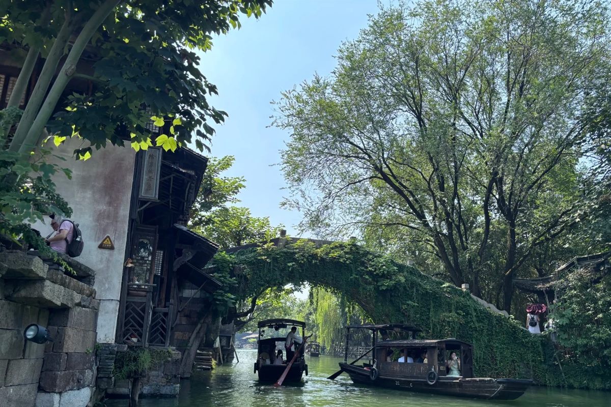 Two covered wooden boats on a Wuzhen canal in summer, one boatman standing at the stern working a long oar, passing beneath a low stone arch bridge completely overgrown with ivy, with canal-side houses and willows on either bank.